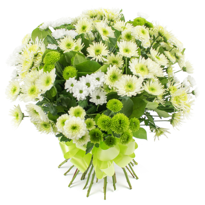 Against a crisp white background, a generously sized bouquet of chrysanthemums in white, cream, and lime green is displayed in all its intricate detail, showcasing the skill of a local Queensbury florist. The arrangement is tightly composed yet airy, with open-faced chrysanthemums in soft white and creamy off-white forming the main focal blooms. Their petals are slender and finely textured, radiating in layers around pale green and yellow-tinged centres that lend a subtle warmth to the cool palette. Interspersed throughout are clusters of small white spray chrysanthemums, their tiny daisy-like heads grouped together to create a sense of fullness and gentle movement, as though they were just gathered from a garden near Queensbury Park. Nestled between the white flowers, vivid lime green button, or pompon, chrysanthemums introduce a contemporary twist; their smooth, spherical forms are densely packed with petals, adding a tactile, almost cushion-like texture that contrasts beautifully with the looser, more feathery blooms. Deep green foliage is worked into the design with care, its slightly serrated leaves providing shadows and depth that prevent the whites from appearing flat, and evoking the freshness of a morning flower delivery along Honeypot Lane. The stems are left visible at the bottom, neatly trimmed to an even length and firmly tied with a luxurious, wide satin ribbon in matching lime green, completed with a polished, multi-looped bow. Soft, even lighting reveals every nuance without harsh shadows, allowing the bouquet's serene yet uplifting character to shine through-ideal for sympathy, congratulations, or as a refined centerpiece at a quiet family gathering in Queensbury.