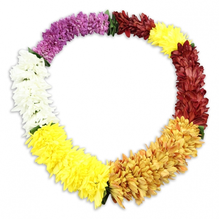 An oval Hawaiian-inspired chrysanthemum lei is carefully arranged at the centre of a spotless white background, its bright colours forming a continuous ring that immediately draws attention. The flowers are tightly strung together, each bloom with layered, ruffled petals that create a dense, almost velvety texture, as if the garland would feel soft and full when lifted. Beginning at the top left and moving clockwise, the lei opens with a luxurious sweep of deep purple blossoms, then gradually transitions into a richer burgundy and maroon band, adding warmth and depth. This darker section then gives way to a bold cluster of sunny yellow flowers that feel bright and hopeful, echoing the cheerful energy of community gatherings around Queensbury. The yellow moves gently into a golden orange and burnt-orange segment, reminiscent of amber autumn tones, before flowing into another run of luminous yellow. A cool, crisp white band follows, like a breath of calm, before the circle is completed with a final segment of bright yellow, linking back to the original purple. Small flashes of green foliage or binding thread are barely visible between some of the colour changes, revealing the careful, traditional craftsmanship behind the lei. Though the flowers appear artificial, they are arranged with the same attention a florist would give to fresh blooms, making this piece suitable for lasting funeral tributes or memorial services near Queensbury's local chapels and crematoria. A gentle shadow frames the underside of the oval, giving it subtle depth and making the garland seem to float above the background. The overall impression is of a celebratory yet respectful floral circle, blending the Hawaiian spirit of welcome with a quiet, dignified tone of remembrance.