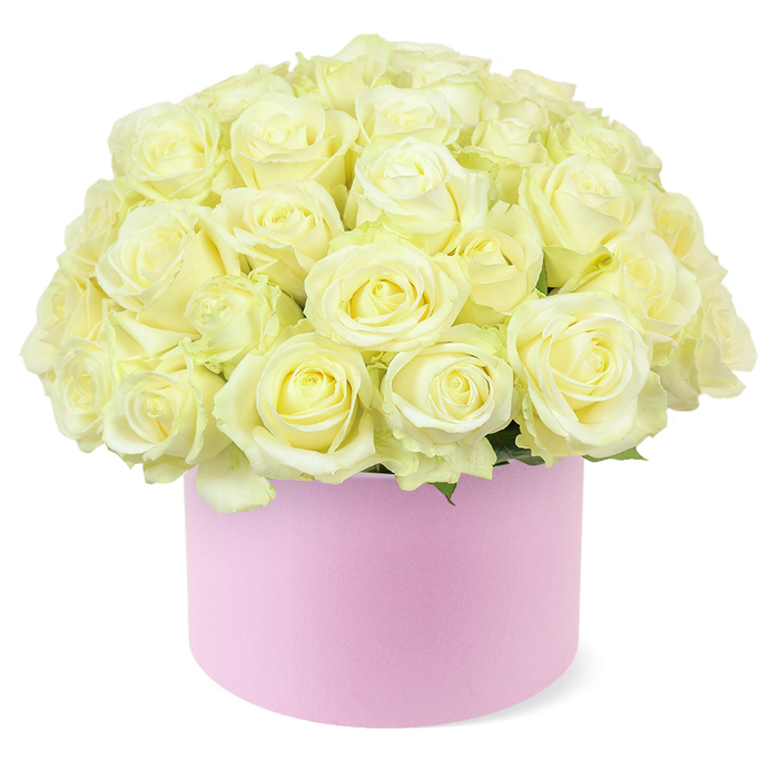 An opulent cluster of cream and pale ivory roses spills luxuriously from a round pastel pink hat box, forming a perfect dome that almost hides the container beneath a sea of petals. The roses are tightly massed, each bloom nestled closely to the next so that their velvety heads create a continuous, textured surface, like a soft, floral cushion. Subtle variations in tone move across the arrangement, from near-white outer petals to warmer centres where hints of pastel yellow glow gently, implying the freshness and youth of each flower. Many of the roses are fully open, their layered petals unfolding in elegant spirals, while a few remain slightly cupped, promising longer-lasting beauty. At the base of the blooms, just above the rim of the box, small touches of delicate green foliage emerge, barely visible yet adding a whisper of contrast and natural movement. The hat box itself is a smooth, matte blush pink cylinder, stylish and minimal, the kind of chic presentation often chosen for premium flower delivery. Its soft hue and clean lines make the romantic roses feel even more refined. Set against a bright white background, there are no distractions from the intricate details of each petal and the harmonious blend of cream and pink. This image could easily depict a floral gift delivered to a townhouse near Queensbury Circle or a quiet celebration arranged in a flat off Kingsbury Road, marking an anniversary, engagement, or simply a meaningful moment. It captures the mood of modern romance in Queensbury: understated, elegant, and deeply thoughtful, where a single hat box of roses can transform a room and say everything without a word.