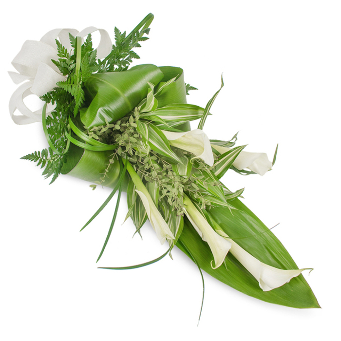 A sophisticated, elongated floral cascade of creamy white Calla Lilies set among a layered palette of greens, captured against a pristine white background so every curve and texture is readable to the eye. The arrangement traces a deliberate diagonal from the top-left, where a soft, off-white linen ribbon is tied into a classic bow, down toward the lower-right where the line tapers to a refined point. The lilies-each trumpet-shaped bloom glossy and sculptural-are clustered and angled to create a flowing, architectural rhythm; some blooms sit more open while others remain gently cupped, their waxy petals reflecting soft daylight. Underpinning the lilies are broad, deep green tropical leaves, thoughtfully folded and wrapped to give the bouquet its sweeping base; one large leaf forms a visible backing along the lower right, adding weight and structure. Variegated foliage with white-striped veins threads brightness through the centre, while delicate fern fronds and small, pale-green herbaceous sprigs provide an airy, woodland softness and subtle scent. Slender, grass-like blades arc outward to suggest motion and elegance. The linen-like bow at the upper left introduces a tactile contrast-textured and natural against the sleekness of the lilies-conveying handcrafted refinement. This composition reads as calm and contemporary, equally at home as a bridal accent, an anniversary gift, or a tasteful sympathy tribute. A Queensbury florist would note the arrangement's quiet sophistication and the way it complements local interiors and ceremonial settings near the station and community green spaces.