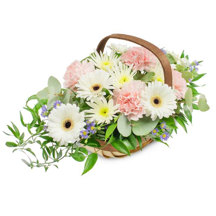 A lush, rounded basket arrangement set against a brilliant white field, arranged with the careful eye of a local florist who knows the neighbourhoods around Queensbury and the quiet moments that call for a gentle bouquet. Dominant are several crisp white Gerbera daisies, their smooth, radiating petals circling striking dark brown centers that anchor the composition with bold simplicity. Intermingled are soft pink carnations whose layered, frilly petals contribute a romantic, frothy texture and a whisper of sweet perfume. Filling the gaps are small white and pale-yellow daisy-like blooms-likely spray chrysanthemums-that bring a cheerful, airy fullness to the piece. Tiny, starry lavender-blue florals are tucked throughout, offering subtle pops of cool color that enhance depth and visual rhythm. The foliage palette balances the blooms: rounded, silvery-green eucalyptus lends a modern, calming presence and a delicate scent impression, while deep-green ruscus branches sweep out leftward from the basket, creating an elegant cascade that lengthens the silhouette. The whole composition is cradled in a light-woven wicker basket with a sturdy arched handle, its natural texture and warm tone underscoring the handcrafted quality of the design. Bright, even studio light reveals every petal's edge and the wicker's weave, giving the bouquet a fresh, tactile clarity. This tasteful combination of whites, pale pinks, and verdant greens is well suited to a wide range of uses-from a Mother's Day treat for someone on the nearby streets to a refined get-well or thank-you present-and communicates thoughtfulness, purity, and quiet celebration with floral expertise rooted in local care.