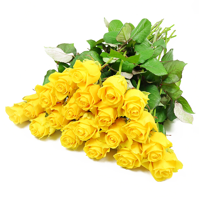 In this image, around two dozen yellow roses are carefully arranged so that the blossoms form a lush, flowing arc across a bright white background, giving a sense of both movement and stillness. The roses themselves are captured at slightly different stages: some blooms remain neatly wrapped, their petals forming tight rosettes, while others are beginning to unfurl, revealing layers of buttery, golden yellow that seem to glow softly, as if lit from within. The petals look velvety to the touch, edges curling ever so slightly, with faint shadows falling into the heart of each flower. Interwoven among the roses is a generous amount of healthy, dark green foliage. Some leaves lie flat and broad, others tilt and twist, revealing paler, almost silvery undersides that catch the light and lend the bouquet depth and contrast. The stems stretch away in a loose bundle, a tangle of fresh, light green that suggests the flowers were only recently cut and arranged by a practiced hand. There are no visible containers or adornments; the focus is solely on the natural beauty of roses and greenery, much like the simple, heartfelt tributes often delivered to homes and chapels around Queensbury. As a sympathy arrangement, this composition conveys a message of support and remembrance without heaviness, bringing a whisper of warmth that can comfort grieving families. It could easily be imagined resting near a framed photograph or at a quiet corner of a service, its yellow tones a subtle reminder of shared memories and the enduring presence of love. The calm, uncluttered setting enhances the respectful and contemplative mood captured by the local florist.