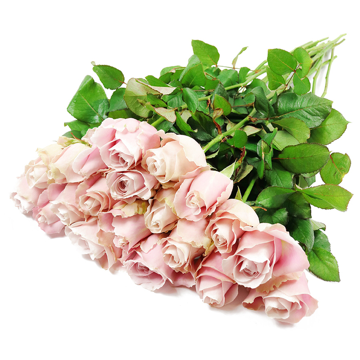 An opulent spread of approximately two dozen long-stemmed pink roses stretches diagonally across a pristine white background, creating a serene and contemplative scene that would feel at home in any quiet corner of Queensbury. The bouquet is viewed from above, so each flower head is clearly visible, clustered thickly at the lower left where the blossoms form a dense, rounded mass of soft colour. The petals display a subtle spectrum of pastel pinks, from the gentlest blush to a whisper of lavender-rose, with some blooms showing slightly deeper tones toward their perfectly coiled centres. The roses are mostly in prime mid-bloom, their petals wound in tight, elegant spirals with just the outer edges beginning to loosen, suggesting both freshness and potential. A few flowers appear more open, their layered interiors offering a glimpse into the intricate architecture of each rose.   

Behind this sea of petals, long, straight green stems extend toward the top right, wrapped in generous clusters of rich, dark green leaves. The foliage is lush and healthy, reinforcing the sense that these stems have been freshly cut and arranged, as if on a bench in a Queensbury flower shop preparing a sensitive sympathy tribute for same-day delivery. The bright, even lighting enhances the natural textures: the velvety feel of the petals, the smooth resilience of the leaves, and the slight sheen along the stems. No additional decoration, vase, or bow competes for attention, allowing the roses themselves to communicate a message of quiet elegance and dignity. The overall impression is one of calm remembrance and gentle consolation, suitable for expressing condolences, marking a memorial service, or sending a loving farewell to someone deeply missed in the local community.
