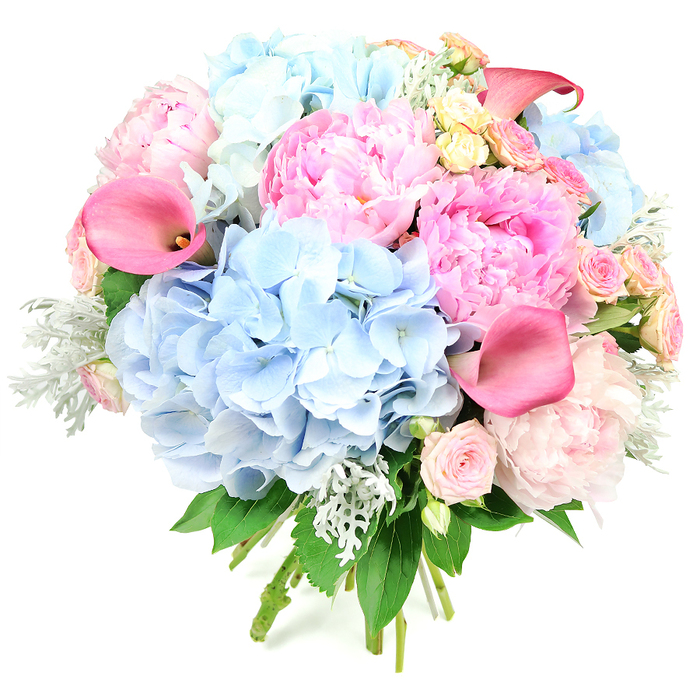 This image shows a lavish, dome-shaped bouquet posed upright against a stark white background, the clean setting making each pastel shade and texture stand out with clarity. Dominating the design are generous clusters of hydrangeas in a serene, powder-blue tone, each head composed of countless tiny blossoms that merge into soft, cushiony mounds. Tucked closely around them are opulent peonies, their petals layered and ruffled in tones that move from delicate blush through medium pink to vivid, almost fuchsia highlights, giving the arrangement depth and a romantic, painterly quality. Rising elegantly from within the rounded profile, a few trumpet-shaped calla lilies in rich coral-pink draw the eye, their smooth, flared petals contrasting with the more frilly textures that surround them. Threaded throughout the bouquet, petite spray roses in pale pink and small garden-style roses in creamy yellow add gentle pops of warmth, their smaller blooms filling any gaps and creating a sense of meticulous craftsmanship. Cool, silvery-green dusty miller leaves with a soft, velvety surface weave between darker green foliage, framing the flowers and adding a refined, almost frosted accent. The stems are visible at the bottom, neatly bound to suggest a freshly hand-tied bouquet, as if ready to be carried down the aisle at a Queensbury wedding or placed as a centrepiece in a home off Kenton Road. The mood that emanates from this composition is one of celebration and tender affection, ideal for birthdays, engagements, or simply sending love across Queensbury with a bouquet that feels both modern and timeless, crafted with the detailed eye of a local florist who understands how these colours glow in our often-soft North West London light.