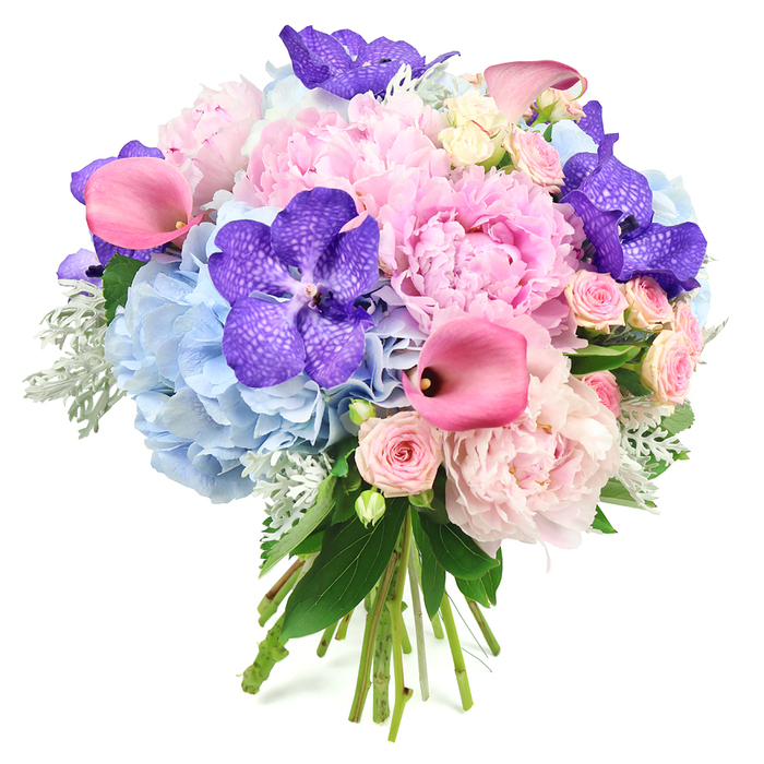 A sumptuous round bouquet rests against a bright white background, every detail clearly visible as if laid out in a gallery of floral art. The eye is first drawn to the generous light pink peonies, their petals opening in soft, full waves that create a luxurious, cushiony centre. Each bloom is layered with subtle variations of blush and shell pink, suggesting both sweetness and quiet confidence. Around them, baby pink spray roses nestle in small clusters, their petite, clustered blossoms echoing traditional romance and adding intricate, almost lace-like texture. Weaving throughout, clusters of sky- and powder-blue hydrangeas provide a cool-toned base, giving the impression of soft clouds supporting the warmer pinks above. Striking deep violet-blue Vanda orchids punctuate this softness, their speckled petals and bold colour offering a sophisticated contrast that immediately catches attention, like a piece of statement jewellery worn on a special evening out in Queensbury. Fuchsia pink calla lilies arc gracefully from the arrangement, their smooth, sculpted trumpets delivering a modern edge to the classic round shape. The bouquet is framed by lush greenery, with glossy dark leaves and subtle plumes of silvery-green dusty miller peeking through, their velvety surface toning down the brightness and adding gentle depth. At the base, the natural stems are visible and neatly hand-tied, underscoring the artisanal craftsmanship typical of a dedicated local florist serving Queensbury and the nearby Edgware Road area. This bouquet's harmonious blend of pink, blue, and purple tones conveys sophistication and heartfelt emotion, ideally suited for marking engagements, milestone birthdays, or elegant home décor in North West London.