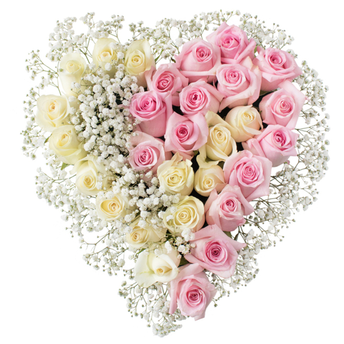 The image presents an elegant heart-shaped funeral tribute composed entirely of roses and baby's breath, photographed against a stark white background that makes every tone and texture appear crisp and luminous. The heart itself is full and perfectly proportioned, with no gaps or jagged lines, and is thoughtfully divided into two equal halves. On the left, clusters of creamy white and light buttery-yellow roses are arranged so closely that their soft petals almost overlap, each bloom at the ideal stage of opening - not too tight, not overblown - suggesting innocence, remembrance, and quiet grace. On the right, an equally lush carpet of fresh medium pink roses creates a gentle yet distinct contrast, the shades of pink reminiscent of a flushed cheek or the first blush of dawn. The roses are uniform in size and carefully aligned to maintain the clarity of the heart shape. Threaded through both sides, and generously outlining the whole piece, are tiny white flowers of gypsophila, or baby's breath. Their fine stems and tiny clustered blossoms add lightness and air, as though a soft mist has settled on the tribute, softening the transition where the cream meets the pink and lending a tender, almost ethereal quality. There is no visible container; the focus is entirely on the floral heart itself, making it especially fitting for laying upon a coffin or placing beside framed photographs at a memorial service in Queensbury or nearby areas like Kenton and Kingsbury. This design feels like something a local family might request to honour a cherished partner or parent - a symbol of enduring affection, thoughtfully crafted to express love, gratitude, and a gentle goodbye.