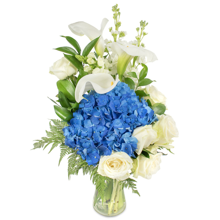 Against a pristine white backdrop, a sophisticated floral design rises from a simple clear glass vase, the water and cut stems visible and neatly organised. At its core sits a lush, rounded mound of intense blue hydrangeas - their clustered petals forming a tactile, velvet-like mass that anchors the whole arrangement. Around and beneath this central bloom nestle soft, creamy white roses whose layered petals open in tight, tender spirals, contributing a comforting, classic texture. Elevated above these are tall white calla lilies, each trumpet-shaped bloom smooth and graceful, with a faint green blush where the spathe meets the stem; they lend a serene, architectural line to the bouquet. Interspersed among these principal varieties are narrow spikes of white snapdragons or stock, which punctuate the upper silhouette with light, vertical movement. Throughout, rich dark-green leaves - likely salal or similar foliage - provide a glossy backdrop, while lighter, feathery fern fronds (suggestive of leatherleaf) spill softly toward the glass, softening edges and adding garden-fresh depth. The overall impression is one of composed elegance: cool sapphire tones tempered by warm cream, clean lines balanced by generous texture. This arrangement reads as comforting and refined, appropriate for memorials and sympathy, a serene anniversary gesture, or as a striking centerpiece at a small gathering in local venues near Queensbury High Street and the surrounding residential streets.