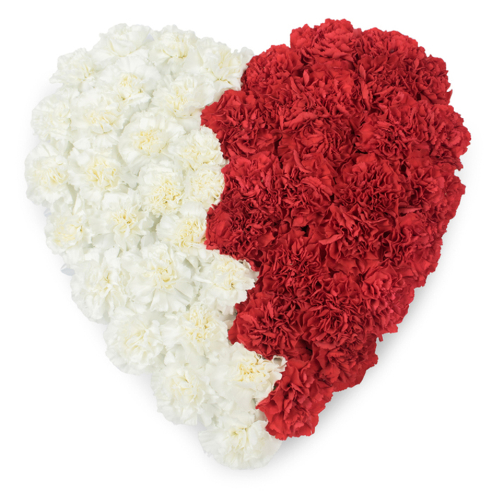 A meticulously formed heart of fresh carnations fills the frame, its composition defined by a bold vertical bisection and an unmistakable serrated edge on the red side. The left half is composed entirely of creamy, near-white carnations whose layered, crinkled petals create a smooth, cushion-like surface; the right half is dense with rich, maroon-leaning red carnations whose colour depth brings a dramatic counterpoint. Where the halves meet there is a deliberate, rhythmic saw-tooth border formed by nine distinct triangular points, a graphic seam that closely evokes the flag of Qatar and lends the piece a strong national symbolism. From this overhead vantage the floral textures resolve into an almost mosaic-like surface: individual petals curl, catch light, and produce tiny shadows that give the heart a dimensional quality despite the clean white backdrop. The scent is subtly present in imagination - a soft, spicy carnation note - and the overall effect balances patriotism with tenderness, suitable for National Day commemorations, diplomatic receptions, or memorials where national identity is central. Locally, such a design might be chosen by Queensbury residents attending cultural events around Wembley or by families seeking a floral tribute that speaks to Qatari heritage and pride. The craftsmanship is precise yet warm: each carnation is placed to maintain the jagged outline, the colour saturation, and the emotive clarity of the heart, producing an arrangement that is both a work of floral art and a statement of collective feeling.