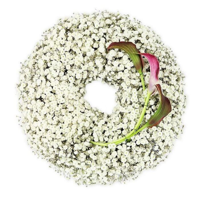 In this carefully composed image, a circular funeral wreath appears almost weightless against a pure white background, its form entirely defined by a dense ring of white Baby's Breath. Each Gypsophila floret is small and cloud-soft, and together they create the impression of a continuous, snowy halo, thick and cushiony to the eye, as if you could sink your hand into a field of tiny blossoms. The wreath forms a perfect circle with a clean, open center, a pristine void of white that lends the design an air of contemplation and serenity, reminiscent of a quiet moment of silence during a farewell service. Along the lower right segment of this floral ring rest two elegant calla lilies, providing a striking accent. Their smooth, trumpet-shaped flowers are rich with colour, moving from muted green near the base into deep magenta and burgundy at the flared tips, where the petals curl under in that signature, sculptural calla shape. The long, slender green stems appear to emerge organically from the mass of Baby's Breath, curving upward and slightly inward, as if bowing in a gentle gesture of respect. The overall lighting is bright and even, with no harsh shadows, allowing every petal and stem to be clearly defined and highlighting the contrast between the crisp white Gypsophila and the velvety, wine-toned callas. This refined wreath feels both modern and timeless, ideal for a memorial or funeral in Queensbury where families seek a tribute that expresses love, dignity, and quiet strength, the flowers speaking softly on their behalf when words are hard to find.