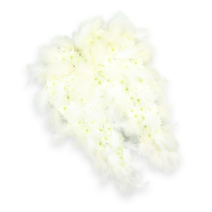 A beautifully crafted pair of angel wings made from pure white flowers and feathers is displayed against an immaculate white backdrop, radiating a calm, contemplative mood. Each wing is meticulously composed from a dense blanket of tiny white blossoms-most likely compact chrysanthemums or small spray carnations-placed so closely that almost no gaps are visible. The petals overlap in soft layers, creating a velvety, cushion-like surface that suggests comfort and tenderness. At the center of many blooms, a whisper of light green or creamy yellow peeks through, lending natural variation and preventing the all-white palette from feeling cold or stark. Flowing along the outer curves and tips of each wing, plumes of soft white feathers fan out delicately. Their barbs are fine and wispy, giving the impression of lightness and air, as though a gentle breeze from the nearby open spaces of Queensbury Park might stir them. The feathers accentuate the elegant wing shape, adding a sense of upward lift and quiet spiritual ascent. Soft, even lighting falls across the arrangement, and a faint drop shadow beneath the wings gives a subtle three-dimensional effect, as if they hover just above the surface. This image captures the kind of angel-wing tribute often requested by families in Queensbury for funeral services and memorials, a design that symbolises purity, guidance, and protective love. It feels like a visual blessing, thoughtfully created to honour a cherished life and to offer solace and hope to those gathering in remembrance within the local community.