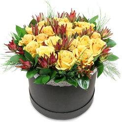 A luxurious floral hatbox arrangement sits centre frame against a bright white background, allowing every detail of the design to stand out with gallery-like clarity. Inside the round, matte black box, a generous gathering of golden yellow roses forms a perfect dome, each bloom closely nestled to the next so that their velvety petals create a continuous field of soft sunshine. The roses are at peak openness, revealing spiralled hearts that seem to glow, evoking the feeling of late-afternoon light over back gardens in Queensbury. Threaded between these cheerful blooms are stems of deep burgundy leucadendron, their tapered, architectural bracts rising like small flames. The colour shifts from a rich maroon at the tips to warmer brownish-red and then to muted green at the base, adding depth and intrigue to the otherwise mellow palette. Around the lower edge of the design, broad, dark green leaves are layered in a precise ring, forming a polished collar that gently lifts the flowers above the hatbox rim. Delicate trails of light, feathery greenery-reminiscent of fine fern or asparagus foliage-escape from between the roses and foliage, softening the silhouette and suggesting movement, as though a breeze might be drifting along Church Lane. Just beneath the blooms, a slim band of white lace trims the top of the hatbox, its subtle pattern catching the light and bringing a touch of romantic detail to the modern container. The black box itself is simple and chic, its satin finish grounding the exuberant colours above. This arrangement feels joyful but not loud; a refined way to send congratulations to a new homeowner near Queensbury Station, offer heartfelt thanks after a family gathering, or brighten a quiet living room with a burst of warm colour and gentle rose fragrance.