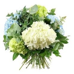 A full, rounded bouquet of hydrangeas and mixed foliage is captured against a crisp white backdrop, creating the impression of a small, carefully curated garden gathered into the hand. In the centre, a generous sphere of creamy white hydrangeas dominates the arrangement, each tiny floret folding into the next to form a soft, pillowy texture reminiscent of billowing clouds. Around this heart of white, clusters of pastel blue hydrangeas unfold, their petals washed with gentle sky tones that drift toward a cooler blue, like the light over nearby Queensbury gardens after a summer shower. Intermingled with the blues are fresh lime-green hydrangea heads, their luminous colour lifting the palette and adding a sense of renewal and early spring growth. Woven through the blooms, silvery eucalyptus stems with rounded, satin-matte leaves bring a cooler green note and a suggestion of airy fragrance, while darker, glossy foliage provides contrast and a sense of depth, anchoring the lighter petals. The bouquet is clearly hand-tied; the natural green stems are visible and neatly aligned at the base, suggesting it has just left the workbench of a local florist preparing it for delivery around Queensbury and the surrounding streets. Soft, even lighting reveals subtle veining on each petal and leaf, emphasising the natural textures without any harsh contrasts. The overall mood is calm yet uplifting, the blues, whites, and greens combining to suggest comfort and refined simplicity, perfect for a thoughtful get-well gift, a quiet anniversary at home, or a welcoming arrangement placed in a hallway near Honeypot Lane.