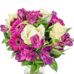 I composed this bouquet to balance refined ease with a touch of spirited joy, a blend I often deliver to homes around Queensbury and nearby Kenton. Creamy white roses form the graceful core-each rose's layered petals tight at the heart and gradually unfurling into a soft, velvety cup that lends a quiet, classic fragrance. Interspersed throughout are vivid purple-pink Gerbera daisies whose broad, radiating petals and dark centres inject an energetic, optimistic note; they read like small suns within the arrangement. Alstroemeria in deep purple and fuchsia thread through the stems, their distinctive speckled throats and trumpet-like shapes bringing delicate pattern and movement as if the bouquet is gently breathing. Dark green, glossy foliage-some broad, some slender-frames each bloom, creating a contrast that makes both the whites and magentas sing against the pristine white background. A hint of a clear glass vase peeks at the bottom, the glass catching a sliver of light and suggesting freshness and care in handling. Presented in soft daylight, the composition conveys a modern yet heartfelt mood perfect for birthdays, thank-yous, or simply brightening a friend's day; at Flower Delivery Queensbury we find this palette especially popular for deliveries near Queensbury Station and local community events. The overall effect is joyful but sophisticated, a bouquet that reads as thoughtful gifting from a neighbourhood florist who values texture, scent, and lasting visual impact.
