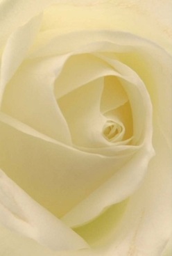 This close-up of a white rose speaks volumes from the heart of Queensbury, where local blooms are curated with care and artistry. The petals, swirling in silky harmony from the outer edges to their flawless spiral core, glow with creamy ivory and pale lemon tones under a veil of diffused morning light-much like the soft brightness that paints the benches in Canons Park at daybreak. Each layer appears velvet-soft and so delicately arranged, inviting the mind to trace their curves and breathe in an imagined, gentle perfume. There is an air of calm anticipation in this rose, the kind felt as a family gathers before a celebration or friends share quiet conversation along Honeypot Lane. Its understated elegance and tranquil radiance create a timeless atmosphere, making it perfect for commemorating anniversaries, sending affectionate wishes, or offering a silent token of care. The flower's symmetry and subtle shifts in tint and shadow showcase the skillful workmanship of Queensbury's florists, who understand that each bouquet carries not only freshness but emotion. To witness this rose is to experience a pocket of peace-delicate, graceful, and infused with the spirit of thoughtful local floral artistry.