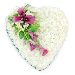 Captured against a simple white backdrop, this heart-shaped funeral flower tribute radiates calm and tenderness. The entire heart is densely covered with small, pristine white spray chrysanthemums, each bloom gently overlapping the next so that the surface appears plush, almost like a soft fabric cushion. Along the outer edge, an emerald green satin ribbon is folded and fixed with great care, forming a continuous frame that neatly outlines the heart and adds a refined, ceremonial touch. Flowing diagonally across the upper left side is a striking spray of deep magenta calla lilies, their elegant, funnel-shaped blooms curling softly around dark, central spadices. Three of the calla lilies sit proudly at the top of the arrangement, while two more slender flowers trail downward, as if bowing in graceful tribute. Between and around them, clusters of white freesia blossoms peek through, their delicate, slightly flared petals and imagined sweet scent suggesting quiet comfort. Lush greenery supports and surrounds the spray: feathery fern fronds, broader glossy leaves, and slender stems fill the negative space without overwhelming the design. The contrast of white, vivid green, and rich pink draws the eye along the curving diagonal line, yet the heart remains symmetrical and balanced. This is the kind of thoughtful floral piece that might be delivered to a memorial service at a Queensbury chapel or a gathering near Kingsbury and Belmont Circle, a loving expression crafted by an experienced local florist to honour a life with grace and gentleness.