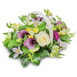 A softly lit funeral flower basket is presented against a pure white background, giving the scene a sense of peace and stillness, much like an early morning walk through the quiet streets of Queensbury. The arrangement overflows from a light, woven basket with an arched handle, its neutral, off-white colour gently echoing the calm tones of the flowers. At the heart of the design rests a sumptuous creamy white rose, its petals layered in a precise spiral that suggests tenderness and care. On either side, deep purple calla lilies curve elegantly, their sleek, trumpet-shaped blooms introducing depth and richness, like a hymn sung in low, steady tones. Scattered among them are delicate clematis-style blossoms in pale lilac and lavender, each flower star-shaped with a soft yellow centre, adding an airy lightness to the composition. Small clusters of yellow and white flowers, reminiscent of freesia or alstroemeria, provide gentle highlights, bright but never brash, embodying the warmth of shared memories. Near the right edge, a single magenta gerbera-like bloom leans forward, its radiating petals bringing a subtle touch of modern brightness. The entire bouquet is anchored by an abundance of deep green foliage, with broad, glossy leaves and finer shoots interweaving to create a rich, verdant base. A faint shadow beneath the basket grounds the image, enhancing its three-dimensional feel. Designed in the style often requested from local florists for services and wakes in and around Queensbury, this arrangement communicates respect, comfort, and enduring affection, making it a graceful tribute for saying goodbye.