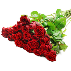 A sumptuous bouquet of fresh red roses rests on a pristine white surface, angled so that the lush heads gather closely together at the lower left, while the long green stems trail away to the upper right in a gentle diagonal line. This abundant cluster appears to hold between two and three dozen blooms, each one a rich, velvety crimson that feels both opulent and intimate, like the sort of grand romantic gesture you might send to a loved one in Queensbury after a special dinner on Church Lane. The petals are tightly layered, forming elegant spirals that open just enough to reveal depth and texture, yet still suggest youthful freshness. Under bright, balanced lighting, every fold and curve of the petals is clearly defined, casting soft shadows that add dimension without breaking the serenity of the composition. Between the roses, dark green leaves with a subtle sheen catch the light, framing the vivid red and enhancing the sense of natural abundance. The stems, gathered together, look robust and freshly cut, with tiny thorns visible here and there, a delicate reminder of the authenticity and living beauty of the flowers. The stark white background eliminates any distraction, drawing the eye solely to the roses and reinforcing their symbolism of love, passion, and devotion. It feels like a bouquet prepared for an anniversary, Valentine's Day, or an important apology, destined for same-day delivery across Queensbury, ready to fill a sitting room with the soft, nostalgic scent of classic red roses and the quiet thrill of being truly cherished.