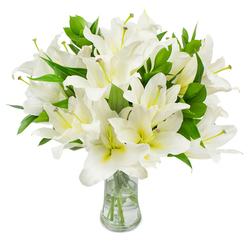 This composition presents a chorus of towering white lilies, each blossom composed of six smooth, gently curved petals that open like a soft white trumpet. Close inspection reveals a tender cream wash at several flowers' throats and fine, pale green sepals nestling beneath, lending a subtle depth to the predominantly white palette. From the centers, graceful stamens extend-filaments in a muted greenish-yellow and anthers the warm, earthy brown of fresh pollen-contributing a tiny, sculptural detail against the broad, luminous petals. Interspersed between the blooms are abundant, glossy dark-green leaves whose long, pointed forms provide contrast and body, turning an otherwise airy arrangement into something full and embracing. The clear glass vase is simple and elegant, its flared mouth supporting the spray of stems and allowing the clean water and trimmed green stalks to be clearly seen; light plays across the glass and water, creating tiny highlights that suggest freshness and careful flower care. The scent is a restrained, sweet perfume that fills a room without overwhelming conversation-perfect for a congratulatory arrangement, a refined anniversary gift, or a graceful centrepiece at an intimate gathering. As a Queensbury florist familiar with local tastes-from Honeypot Lane windowsills to quiet parlours near Queensbury Tube-this bouquet reads both contemporary and timeless, appropriate for celebrations and for moments when gentle sophistication is desired. Local delivery across Queensbury, Kingsbury and neighboring Brent borough addresses can be arranged to ensure the blooms arrive at peak condition.