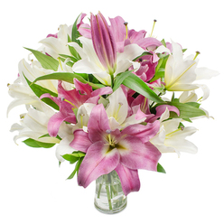 Taken up close against a clean white backdrop, this lavish bouquet of oriental lilies combines pristine ivory and deep magenta-pink blooms to powerful visual and emotional effect. The arrangement is abundant: many blossoms are wide open, revealing their graceful, trumpet-like petals and central stamens tipped with delicate anthers, while other buds remain gently furled, promising more flowers in the days ahead. The white lilies have a creamy warmth with hints of pale yellow-green at their throats, and the pink varieties present velvety petals with paler veins and a soft, creamy core that adds contrast and dimensionality. Intertwined throughout are rich, dark-green lance leaves that give the bouquet structure and a fresh, garden-quality backdrop. At the base sits a plain, clear glass vase; through its transparency you can see the bundled green stems and clear water, reinforcing the freshly-cut nature of the display. The overall feeling is luminous and refined under bright, even light that highlights textures and the subtle pollen dusting on some stamens. This is the kind of arrangement our shop prepares for heartfelt occasions - birthdays, congratulations, or thoughtful get-well wishes - and Flower Delivery Queensbury often supplies similar bouquets for same-day delivery across Queensbury, Kingsbury and the surrounding NW9 area. The scent is quietly sweet and evocative, like a calm spring morning, and the arrangement reads as both celebratory and tender.