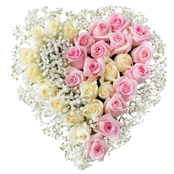A large, meticulously crafted heart-shaped floral tribute is set against a pristine white background, its simplicity allowing every blossom to tell its own quiet story of love and farewell. The design is split with striking clarity down the middle, so that two different tides of colour flow together: on the left, a luxurious gathering of creamy white and very pale yellow roses, their petals unfurling slowly like silk ribbons, creates a feeling of purity, gentleness, and peace. On the right, mid-toned soft pink roses are packed just as densely, each bloom full and rounded, adding warmth and tenderness to the composition. Woven across both halves, airy sprays of white baby's breath form a fine mist, tracing the edges of the heart and nestling into the spaces between the roses, blurring any harsh lines and giving the tribute a soft, cloud-like aura. The lack of greenery focuses the eye purely on the interplay of pink, cream, and white, making the heart read clearly even from a distance, as it might when displayed at a chapel of rest or crematorium near Queensbury or along the Jubilee line. This arrangement feels particularly suited to a funeral, memorial, or celebration of life, its dual colours suggesting shared memories, two intertwined lives, or the balance of sorrow and gratitude. Crafted with the steady hands of an experienced local florist, every detail appears intentional, from the precise symmetry of the heart to the gentle tension where the two colours meet, evoking the moment when goodbye and enduring love touch.