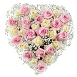 This heart-shaped floral tribute is composed with the kind of careful restraint a local florist uses when the sentiment matters most: roughly thirty delicate roses alternating between a gentle blush pink and a creamy ivory that sometimes reads as pale yellow under soft light. Each rose has been placed to show its unique life stage-some petals are snug and almost cup-like, others splay open into velvety spirals-creating a tactile rhythm across the surface of the heart. Interwoven throughout are generous sprays of tiny white baby's breath, their filigree of minute blossoms forming a cloud-like filler that breathes around the larger roses and softens the overall silhouette. The studio lighting keeps tones true and luminous, making the pinks glow with warmth and the creams hold a subtle, sophisticated depth against a clean white background. The visual language here is one of quiet affection: it reads as both a romantic gesture perfect for anniversaries or Valentine's Day and as a composed, comforting arrangement suitable for sympathy or a thoughtful tribute. As someone who often prepares flowers for homes and events around Queensbury, from small family gatherings near Queensbury Tube to memorial services in neighbouring Harrow, I imagine this heart placed where it can be seen and felt-an unobtrusive but powerful expression of feeling, scenting the room with the classic, sweet aroma of fresh roses and the whisper of baby's breath.