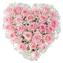 Imagine drawing close to a heart-shaped cluster of freshly cut, pale pink roses and feeling their cool, satiny petals beneath a breath of white gypsophila; that intimate sensation is what this image evokes. The composition is a dense heart, every rose placed to show a gentle variation of pastel tones-from barely-there blush to a warmer rose at the core-so the overall effect is a quiet ombré of pink. Buds at various stages of opening create visual depth: some tight and protective, others unfurling into concentric spirals that reflect light like soft porcelain. Interspersed throughout, tiny sprays of baby's breath act like filigree, their tiny white blooms catching highlights and adding an almost whispery texture that makes the heart appear to float against the stark white background. The lighting is bright and neutral, chosen to reveal the velvet surface of each petal and the fragile stems that lie hidden beneath the flowers' crowded faces. As a florist familiar with Queensbury and the surrounding neighbourhoods, I picture this arrangement being chosen for a wedding bouquet alternative, an anniversary delivery, or a heartfelt Valentine sent across the Jubilee line corridor; at Flower Delivery Queensbury we often recommend this gentle heart for moments that call for understated elegance. The bouquet reads like a soft-spoken love letter: tactile, fragrant, and composed with the kind of attention to symmetry and emotion that turns simple blossoms into a meaningful gesture.