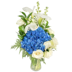Presented in a clear glass vase where the clean water and orderly stems remain visible, this composition balances drama and restraint with a florist's careful hand. A dense, rounded cluster of vibrant blue hydrangeas commands the centre - their cushion-like blooms rich in cool tone and texture, immediately drawing the eye. Surrounding that central bloom are creamy white roses, each petal folding inward in a slow, fragrant spiral that tempers the hydrangea's boldness with timeless softness. Above, several tall white calla lilies extend like porcelain trumpets, their sculptural curves and subtle pale green throats giving the bouquet a refined verticality. Thin, airy spires of white snapdragons (or slender stock) emerge among the callas, introducing a playful, upward motion and delicate floral punctuation. Deep green, glossy foliage - likely salal or lemon leaf - frames the flowers, while lighter, feathery fern fronds (reminiscent of leatherleaf) trail toward the vase base, creating depth and a gentle cascade. The lighting suggests a soft studio glow, highlighting textures from velvety hydrangea petals to the satin sheen of calla spathes. Perfectly suited for moments of sympathy, a thoughtful anniversary, or an elegant table centrepiece, this bouquet evokes calm and dignity. As a Queensbury florist I often arrange similar styles for local homes and small events near Queensbury Station and the High Street; Flower Delivery Queensbury can prepare and deliver this composition across Queensbury, Kingsbury and Kenton with the same attention to balance and freshness.