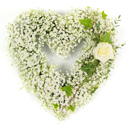 A serene heart-shaped floral tribute, carefully constructed from innumerable tiny white Gypsophila blossoms, rests against a pristine white backdrop like a hush of cloud captured in form. Each delicate Baby's Breath is arranged to form a full, pillowy heart whose surface reads as ethereal and tactile at once, while a single creamy-white rose anchors the upper right curve - petals tightly furled and reflecting a soft inner glow. From that rose, elegant greenery weaves through the right-hand sweep: glossy, deep-green ivy leaves with their classic lobed shapes add sculptural contrast, and slender, pale-green eucalyptus-like sprigs fall gently downwards, lending a faint herbal scent and subtle motion. The overall composition is lit with even, natural-feeling light that highlights the clean whites and the subtle tonal variations in the cream rose, reinforcing an impression of purity and composed dignity. This arrangement is intended as a sympathy or memorial piece; its colour language speaks of remembrance, innocence, and peaceful farewell. As a Queensbury florist familiar with local services and chapel settings near Queensbury station and Kingsbury High Road, I craft these for families seeking a tasteful, comforting tribute, and Flower Delivery Queensbury can deliver pieces like this across Queensbury and surrounding NW9 neighbourhoods with sensitivity and care.