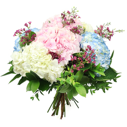 A soft, romantic bouquet of hydrangeas rests against a spotless white backdrop, its pastel tones and lush form evoking the calm of a slow stroll through Queensbury's tree-lined streets. Large, rounded hydrangea heads in gentle blush pink, pale sky blue, and creamy white are the stars of the arrangement, their countless tiny petals overlapping to create a billowing, cloud-like surface. The colours blend where they meet, giving the bouquet a painterly quality, as though washed in watercolour. Threaded through these generous blooms, slim stems of tiny fuchsia-pink filler flowers, similar to waxflower, peep out playfully, their intense colour adding sparkle and movement. Surrounding everything, layers of deep green foliage add structure and contrast: some leaves are broad and glossy, others smaller and softer, echoing the mix of manicured gardens and wilder hedgerows you might see near Queensbury Circle. The stems are gathered firmly but gracefully at the base, tied into a rounded, hand-tied form that feels both polished and natural. The even, bright lighting brings out every shade, from the cool blues to the warm creams, and accentuates the fresh, dewy look of the petals as if they were just conditioned in the back room of a local florist. This bouquet radiates reassurance and gentle joy, ideal for birthdays, get-well wishes, or simply sending a peaceful moment to someone in Queensbury who needs it, with flowers delivered straight to their door.