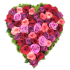 From an overhead perspective this heart-shaped arrangement reads as an intentional, generous celebration of roses, densely packed to create a continuous, textured field of petals. The palette moves from intense, velvety crimson and burgundy through classic scarlet and energetic red, into a chorus of pinks-soft blush, coral-tinted blush, vibrant fuchsia-and finally to cooler notes of lavender, mauve and deep plum. Each rose is at or near full bloom, petals soft and slightly unfurling around a snug center, producing a buttery, tactile surface that suggests both opulence and comfort. A discreet rim of fine dark-green foliage or moss-like greenery frames the heart, its cool tone sharpening the silhouette and introducing a fresh, verdant whisper that hints at renewal and hope. The flowers are arranged with deliberate symmetry and careful gradation of colour so that each hue flows into the next, creating a painterly harmony that reads as both intimate and stately. Gentle overhead lighting brings out subtle highlights on the petal edges and the slight sheen of the leaves, while the implied scent is the familiar, restorative perfume of roses-suitable for occasions of deep affection or thoughtful remembrance. As a local florist serving Queensbury and neighbouring Wembley and Kingsbury, Flower Delivery Queensbury often crafts pieces like this for anniversaries, Valentine's tributes, and memorial services; the design's balance of passion and solace makes it a respectful, enduring statement for both celebration and condolence.