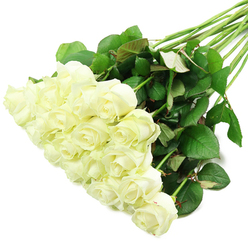 A generous bouquet of white roses is arranged diagonally across a spotless white background, as though just placed down by a careful florist preparing an order for delivery across Queensbury. Around two dozen rose heads gather in the foreground, their petals a velvety, creamy white that deepens to a soft ivory glow at the heart of each bloom. Most flowers are in that perfect in-between stage, not fully opened yet no longer tight buds, giving the cluster a sense of gentle movement and life. At the base of several petals, there is a whisper of pale green, a vivid reminder of how freshly cut these stems are, as if they've only just arrived from the wholesaler on a cool morning. The stems stretch out toward the upper right corner, long and straight, dressed in lush, deep green leaves that overlap and layer like small, polished shields. Some foliage shows a slight reddish tint along the edges and undersides, adding depth and realism to the greenery. The strong contrast between the clear white backdrop and the dark leaves makes every petal edge visible, every curve of the roses defined. The bouquet's calm, uncluttered presentation evokes the quiet pathways and open spaces around Queensbury station and nearby residential streets, where such roses might be carried home for a birthday surprise, a peaceful memorial, or a simple gesture of affection. The overall impression is one of tranquility, sincerity, and timeless elegance.