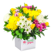 A bright, joyful bouquet bursts from a small white cube box, photographed cleanly against a white background so that only the flowers and their textures command attention. The design is densely constructed into a rounded dome, giving the impression of a flourishing garden gathered into one compact arrangement. Dominant golden tones come from large, cushiony yellow chrysanthemums and clusters of yellow spray roses, their petals layered and velvety, with some blooms still in tight bud that promise to open over the coming days. Interspersed between these sunny flowers are fresh white chrysanthemums, both in daisy-like form with neat green centres and in larger, fluffier heads that add softness and volume. Threaded throughout are striking fuchsia and magenta chrysanthemums, some shading into softer pinks at the edges of their petals, lending a playful, contemporary energy to the piece. Here and there, small pink rosebuds and extra yellow roses appear like little surprises, enhancing the sense of richness. The entire arrangement is underpinned by deep green, glossy foliage that frames the flowers, peeking out between the blooms and pooling around the base to create contrast and structure. The white box container is simple and modern, its square shape keeping the look crisp and uncluttered in a style popular with many Queensbury residents for coffee tables, office desks, and bedside stands. The overall impression is one of cheerful optimism and warmth, making this bouquet ideal for a birthday, a thank-you gesture, or a spontaneous delivery across Queensbury to brighten someone's day with colour and fresh flower fragrance.