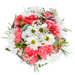 This bouquet captures the spirit of Queensbury's springtime, expertly arranged to represent renewal and joy. At its heart are crisp white daisies, their pale petals radiating around vibrant lime-green centres-each one a miniature sun. Around them, coral-pink carnations billow with their signature ruffled texture, offering softness and a flash of celebratory warmth reminiscent of blooming gardens in nearby Roe Green Park. Wispy clouds of baby's breath interlace between blooms, creating a dreamy, weightless effect. Peeking through the lush greenery, subtle pink and purple-streaked alstroemeria buds hint at fresher days ahead, while the cool sheen of eucalyptus leaves softens the arrangement with calming greens. Deep emerald sprigs frame the bouquet's rounded silhouette, showcasing the balanced hand of a Queensbury florist attuned to both tradition and modern elegance. Each stem feels thoughtfully placed, celebrating the everyday beauty found in local homes and communal spaces. Whether sent to congratulate a friend or to offer comfort, this bouquet's bright palette and uplifting design make it perfect for any special occasion, carrying with it the unmistakable freshness and heartfelt warmth of Queensbury's flower delivery service.