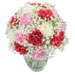 A celebration of classic floral artistry, this bouquet seems to capture the heart of Queensbury, perhaps echoing a neighbour's garden in bloom on Beverley Drive or the cheerful spirit found at local market stalls. Full, plush carnations in radiant crimson, soft blush pink, and smooth ivory white are artfully arranged into a generous, dome-shaped mound. Their familiar ruffled petals provide both substance and a plush, velvety touch, inviting an appreciation for detail. Threaded amongst them, airy sprays of snowy white baby's breath create a gentle halo, their tiny blossoms diffusing the arrangement's colour with an almost weightless charm. The ensemble sits within a simple, sparkling glass vase, fresh-cut stems visible and kept pristine in clear water. Against a pure white background, the bouquet's hues and textures stand out in lively contrast-each element thoughtfully placed for balance and impact. The floral scent, softly spicy from the carnations and tinged with a green, fresh note from the foliage, conjures memories of local celebrations or intimate gatherings. Ideal as a heartfelt expression for birthdays, anniversaries, or spontaneous acts of kindness around Queensbury, this bouquet radiates warmth and uplifting joy, perfectly suited for delivery by skilled hands throughout the neighbourhood.