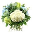 A beautifully composed hand-tied hydrangea bouquet is displayed against a plain, bright white background, creating a clean, gallery-like feel that draws attention to every blossom. Dominating the centre is a voluminous head of creamy white hydrangeas, the numerous, closely packed florets forming a dense, cushiony dome with a soft, almost downy texture. Framing this central bloom, rounded clusters of pale sky-blue hydrangeas add a gentle wash of colour, their petals opening in layers that fade between light powder blue and a slightly cooler shade, reminiscent of soft daylight over Queensbury streets after rain. Tucked between these cooler tones, lime-green and chartreuse hydrangea heads introduce a fresh, zesty brightness, suggesting new growth and early summer gardens near local green spaces. Threaded throughout the bouquet is a generous array of foliage: slender stems of eucalyptus with rounded, silvery-green leaves that appear softly matte and slightly curved, paired with darker, glossier greenery that lends structure and depth. The combination of foliage types creates contrast in both texture and colour, setting off the rounded hydrangea heads and enhancing their fullness. The stems at the base are clearly visible, straight and neatly aligned, tied together in the classic hand-tied style that makes the bouquet ready for a favourite vase on a Queensbury dining table or hallway console. Gentle, even lighting illuminates the entire arrangement, revealing subtle veining in the petals and leaves without harsh shadows. The overall impression is one of peaceful sophistication and fresh softness, ideal for marking a quiet celebration, sending a kind condolence, or simply bringing a sense of calm beauty into a home near Queensbury Station.