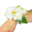 A pristine white wrist corsage rests gently on a light-toned forearm, set against a clean white backdrop that highlights every delicate petal and bead. The focal bloom is a large, immaculate white Gerbera daisy with many crisp, elongated petals fanning from a soft yellow-green, slightly textured centre that reads like a tiny sun. Around it nestle clusters of small, fluffy white chrysanthemum-like sprays and a few creamy lisianthus buds and open blooms, their silky ruffles providing layered softness and a whisper of ivory. Broad, deep emerald-green leaves - the glossy sweep of salal or ruscus - frame the cluster, their cool, verdant sheen giving the whites an almost luminous clarity. The arrangement is secured to the wrist by several strands of luminous white pearls, a multi-strand bracelet that catches the light and lends a subtle vintage romance to the piece. Soft studio lighting reveals tiny veins in the petals and the dewy texture at the base of the blooms; you can almost sense the faint, fresh-green perfume of cut stems and morning foliage. Crafted with careful wiring and discreet tape behind the blooms, the corsage sits comfortable and poised, designed for hands that will hold a bouquet or slip into a formal sleeve. It evokes bridal calm, prom anticipation, and the quiet joy of a graduation-an elegant, wearable moment of celebration. For locals walking from Queensbury Tube or enjoying a stroll toward Fryent Country Park, this is the kind of refined, timeless accessory a neighbourhood florist would make for a meaningful day.
