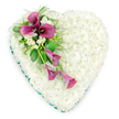 A large, heart-shaped sympathy tribute dominates this image, set against a white background that allows every detail of the floristry to stand out. The heart itself is completely covered with tightly packed, pristine white spray chrysanthemums, so closely grouped that they form a smooth, pillow-like surface with subtle variations in texture as the petals overlap. The outer edge of the heart is edged with a bright emerald green ribbon, neatly fixed and slightly pleated, giving a crisp, elegant frame that defines the shape and introduces a touch of colour without disturbing the tranquil mood. Arranged diagonally from the upper left curve of the heart, a striking cluster of deep pink, almost magenta calla lilies creates a strong focal point. At the top of this spray, three fully opened calla lilies display their characteristic funnel-shaped spathes and dark, central spadices, standing proudly against the white chrysanthemum base. Below them, two more slender calla lily blooms trail gracefully downwards, their partially unfurled petals adding a sense of gentle movement. Nestled among the calla lilies are groups of small, elegant white freesias or similar blossoms, their delicate petals and imagined light fragrance lending an extra note of tenderness. The spray is further enriched by fresh greenery: feathery fern fronds, slim stems, and glossy leaves interlace between the blooms, giving structure and a natural garden-like feel. This floral heart would be a fitting memorial piece for a funeral held in or around Queensbury, perhaps at a local church or crematorium, offering a visual message of remembrance, love, and peaceful farewell to someone dearly missed.