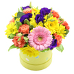 A vibrant floral hatbox arrangement sits centre stage, its colours glowing against a bright white background as though caught in clear afternoon light over Queensbury. The composition rises in a smooth, domed shape from a round hatbox container in soft lime green, decorated with pale blue and white polka dots that give it the look of a fun, carefully wrapped gift. At the front, a single, fully open pink gerbera steals attention, its petals arranged in perfect symmetry around a pale green heart, like a smiling face among friends. Surrounding this central bloom, a generous sprinkling of sunny yellow daisies and chrysanthemums adds a lively, uplifting tone, echoing the brightness of a clear day on nearby residential streets. Coral and soft orange carnations cluster in between, each ruffled flower layered and textured, offering a cosy warmth that balances the sharper yellow tones. Deep purple lisianthus blooms are artfully tucked through the arrangement, their velvety petals and gentle curves creating pools of shadow and rich colour that give the design depth and elegance. Fresh greenery, including smooth leaves and some with creamy variegated edges, frames and supports the blooms, softening the outline and suggesting the fullness of a small, hand-tended garden. The bouquet looks freshly made, the petals crisp and unblemished, as though it has just been arranged for same-day delivery to a home near Queensbury tube or a bedside in the local area. The overall feel is cheerful, affectionate, and a little bit whimsical-an ideal floral gift to celebrate birthdays, send thanks, or simply brighten someone's day with a burst of spring-like colour and gentle, comforting beauty.