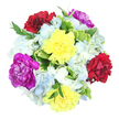 Viewed from above on a pure white background, this hand-crafted bouquet forms a vibrant, circular splash of colour, reminiscent of a bright afternoon stroll through Queensbury's residential streets when gardens are in full bloom. At its heart are six standout carnations, each with beautifully frilled petals that catch the light: two are sunny yellow, radiating cheerful optimism; two are a rich, velvety burgundy-red, bringing depth and a hint of romance; and two are a striking magenta-purple, adding a stylish, contemporary twist. Between these focal blooms, generous clusters of hydrangeas in light, sky-like blue and soft, creamy white create a delicate haze, their many tiny petals layering together like fine fabric. The hydrangeas provide a cool, soothing counterpoint to the warmth of the carnations, so the colours feel dynamic yet balanced. Throughout the bouquet, fresh green foliage peeks in and out. Some leaves are broad and variegated, with central bands of bright green framed by pale, almost yellow-cream margins, while others are slender, deep green tips that extend the shape outward, giving the arrangement a natural, garden-inspired fullness. The composition is tight yet airy, as if each stem has been thoughtfully placed and turned by an experienced local florist to ensure every angle is pleasing. This bouquet exudes a joyful, uplifting energy, suited to birthdays, congratulations, or simply bringing a burst of colour to a home or office in Queensbury. Its combination of rich tones, soft pastels, and lush greenery speaks of fresh, seasonal flowers and the quiet pleasure of receiving something beautiful and carefully made.