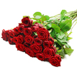 A grand hand-tied bouquet of red roses lies gracefully across a pure white background, the kind of luxurious arrangement that might be prepared in a Queensbury flower studio for a significant romantic occasion. The blooms are gathered in a dense, opulent cluster to the left, with approximately two to three dozen rose heads pressed gently together so their velvety petals form a rich sea of deep crimson. Each flower is at peak freshness, with tightly layered petals spiralling from the centre and gradually unfolding towards the edges, creating soft curves and delicate ruffles that catch the even studio light. The red hue is intense and saturated, leaning toward a classic, romantic wine-red rather than bright scarlet, and it stands out dramatically against the clean white background, which removes any distractions and keeps attention firmly on the roses. Between the blooms, dark green leaves appear in small bursts, their smooth, slightly glossy surfaces adding texture and hinting at the stems hidden beneath. Those stems extend neatly to the right in a unified diagonal line, long, robust, and freshly cut, with a few small thorns visible along their length, lending authenticity and a reminder of nature's raw beauty. The entire arrangement feels poised and deliberate, suggesting a bouquet chosen to convey deep passion, admiration, or enduring love, perfect for anniversaries, Valentine's surprises, or meaningful declarations delivered to homes and businesses throughout Queensbury. Even in this still image, one can almost sense the faint, familiar fragrance of classic red roses filling a quiet room and turning an ordinary day into something memorable.
