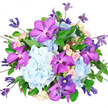 Captured against a pure white background, this lavish bouquet appears poised and luminous, its colours unfolding like a quiet celebration. At the base, expansive domes of powder-blue hydrangeas provide a soft, cushiony foundation, each tiny, overlapping floret creating a cloud-like texture that feels as tranquil as an early evening sky over the gardens near Queensbury. Emerging boldly from this cool blue landscape, Vanda orchids in saturated fuchsia and violet stretch their wide, almost sculptural petals, decorated with fine, mosaic-like speckles of deeper purple that lend the bouquet an unmistakable touch of exotic sophistication. Nestled closely among these showpiece flowers, petite spray roses in gentle blush pink and creamy tones add romance and intimacy; some are tightly rolled buds, while others have begun to open into layered, ruffled rosettes that look delicate yet confident, like whispered words of affection. Threading their way around and above the main cluster, slender clematis vines carry both pointed buds and open, star-shaped blooms in deep indigo and soft lavender, introducing a graceful sense of movement reminiscent of climbing flowers along balconies and fences near Queensbury's quiet side streets. A halo of lush, emerald-green foliage surrounds and supports the flowers, with smooth, glossy leaves and fine, airy greenery giving structure while keeping the overall shape rounded and slightly overflowing. Soft, diffuse lighting emphasises the natural freshness of each stem, from the faint sheen on orchid petals to the velvety surface of the hydrangeas. The bouquet feels rich but not overpowering, a sophisticated expression of joy that would serve beautifully as an anniversary surprise, a congratulatory gift, or a striking centrepiece for a family gathering in Queensbury, reflecting the thoughtful artistry of expert local floristry.