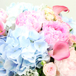 This photograph presents a lavish, pastel-toned bouquet in full close-up, appearing as if it has just been set down in a welcoming Queensbury home after a fresh delivery. At its core are large pink peonies, their densely layered, ruffled petals billowing out like soft fabric, shifting from the palest blush around the edges to a richer rose-pink nearer the centers, creating a focal point of gentle opulence. Embracing these peonies are rounded clusters of sky-blue hydrangeas, each composed of many tiny, delicate florets that together form cushion-like domes of cool colour, concentrated mainly on the left and lower areas of the arrangement, balancing the warmth of the pinks with a touch of serenity. Between them, smaller blush garden roses peek through, some still tightly closed and others just beginning to unfold, suggesting sweetness and quiet emotion, as if chosen to celebrate a new baby or a special anniversary in a house near Queensbury's quiet residential streets. Threading elegantly through the design are graceful calla lilies in a deeper rose-pink tone, almost bordering on fuchsia, their sculpted, trumpet-shaped blooms and smooth, waxy surfaces catching the light and introducing a sleek, modern line amid the more textured petals. Wisps of silvery-green foliage, reminiscent of eucalyptus or dusty miller, appear here and there, their soft, muted leaves adding contrast and a slightly cool, velvety texture that frames the bouquet. The lighting is gentle and flattering, giving each petal a subtle glow and making the entire arrangement look fresh and full of life, like something a dedicated Queensbury florist might deliver to offer congratulations, express love, or bring a breath of spring into a room even on a cloudy day.