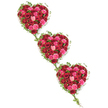 Three generous, heart-shaped clusters of roses appear to gently tumble down a pure white background, forming a diagonal line that feels both graceful and deliberate. Each heart is densely composed of roses in deep crimson, bright scarlet, punchy fuchsia, and soft pink, the colours mingling to create a tapestry of warmth and devotion. The roses themselves vary in openness: some remain tight and rounded, while others unfurl their velvety petals in layered spirals, catching subtle highlights and shadows that add depth to the design. Surrounding each heart, a halo of rich green ivy traces the curves, its leaves overlapping and occasionally extending outward, softening the edges and lending the tribute a natural, garden-like feel. Fine trails of ivy link one heart to the next, forming gentle arcs that suggest an unbroken connection between loved ones, much like the ties that bind families across Queensbury, from the streets around Queensbury Circle to the quieter residential roads nearby. With no other elements to distract the eye, the clean white background allows the reds and pinks to glow, giving the arrangement a serene but emotional presence. This triple-heart design feels ideally suited to a funeral or celebration of life, offering a way to express deep affection, gratitude, and remembrance. It could symbolise three siblings, three stages of a life well lived, or the shared hearts of a close-knit family saying goodbye. Crafted with care by a local florist who understands the sensitivities of farewell flowers, it radiates respect, tenderness, and lasting love.