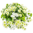 The photograph presents a lush, rounded bouquet of chrysanthemums and daisies viewed from directly above, carefully arranged on a gleaming white background that makes the flowers appear almost weightless. The palette is deliberately restrained to whites and greens, creating a clean, soothing atmosphere. Full white chrysanthemums with layered, cushion-like heads form the backbone of the design, their petals overlapping in tight, intricate patterns. Around them, smaller white spray chrysanthemums and daisy-style flowers open outwards with simple, elegant petals surrounding soft green-yellow centres. Adding a playful contrast in shape and colour, bright green Santini button chrysanthemums dot the bouquet like tiny pom-poms, their dense, spherical heads covered in minuscule petals. Slightly larger lime-green spider or cremon chrysanthemums extend delicate, slender petals in all directions, some with a feathery, fimbriated edge that softens the overall dome. Beneath and between the blooms, dark emerald foliage peeks through, the broad leaves giving shadows, depth, and a gentle frame of woodland green. The lighting is clear and even, reminiscent of the gentle daylight that spills across living rooms and shop windows around Queensbury's local parade of stores near the station. There's an impression of quiet elegance and freshness, like a breath of cool air after a walk through one of the area's small green spaces. This is a bouquet that would suit a condolence message, a calm housewarming, or a simple wish for someone's peaceful recovery, its understated colours and harmonious textures expressing care and sincerity without a single loud note.