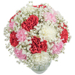 This bouquet is a striking ode to classic romance and thoughtful craft, composed for the people of Queensbury and their most cherished occasions. Lushly layered carnations in deep crimson, creamy white, and the softest blush pink command the scene, their ruffled petals evoking both plushness and movement. Surrounding these central blossoms is a halo of delicate Baby's Breath-each miniature flower seemingly floating, infusing the bouquet with a cloudlike, luminous effect. The harmonious play of intense reds, gentle pinks, and tranquil whites forms a triad that sings of celebration and affection, while the sculptural shape adds visual interest from every angle. Nestled in a rounded clear glass vase, the bouquet's freshness and vitality are highlighted, as if caught in the pale daylight that greets Queensbury's gardens and parks. The pristine white background intensifies every colour and texture, offering a sense of serene focus. Perfect for delivery to a home overlooking Old Kenton Lane or as a centrepiece for gatherings near Roe Green Park, this arrangement holds a fragrance both gently spicy and sweet, inviting connection and joy. Crafted with sensitivity by local florists, it is designed to mark life's special moments-a birthday, an anniversary, or a simple thank you-with a flourish that's unmistakably Queensbury.