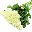 An elegant cascade of white roses stretches diagonally across a spotless white surface, creating a sense of quiet luxury and calm. The roses, around two dozen in total, gather most densely at the lower left, where their creamy white blooms form a generous cushion of petals. Many of the flowers are partially open, their centres still curled but beginning to relax into the familiar, layered rose shape. The outer petals are silky and smooth, some edged with the slightest hint of green near the base, as you often see when roses are perfectly fresh from the florist's bucket. Bright, even lighting enhances the soft glow of the petals, making the roses seem almost luminous against the background. From this mass of blooms, the stems extend gracefully upwards toward the upper right, forming a structured spray of deep green leaves and sturdy, straight stalks. The foliage is thick and healthy, with overlapping leaves that show subtle colour variations from rich emerald to slightly reddish-toned greens, capturing the authentic look of just-conditioned stems on a florist's work table. The entire composition feels poised yet unforced, like an arrangement in progress at a local Queensbury flower shop preparing same-day delivery for a wedding, a peaceful memorial, or a thoughtful anniversary surprise. The minimalist setting, free from ribbons or vases, keeps the focus firmly on the roses' natural beauty and the emotions they carry: purity, remembrance, hope, and a gentle, heartfelt sincerity.